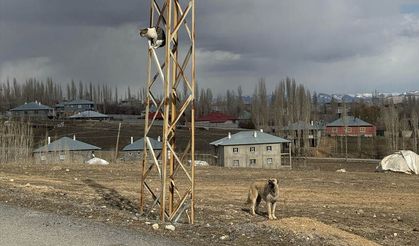 Van'da sahipsiz köpeklerin saldırdığı kedi direkte mahsur kaldı