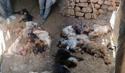 Van’da ahıra dalan ayı, keçileri telef etti