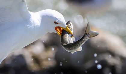 Martıların göç yolculuğundaki inci kefallerini avlama mücadelesi