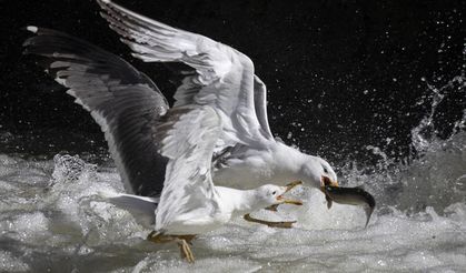 Binlerce kişi inci kefali göçünü izledi