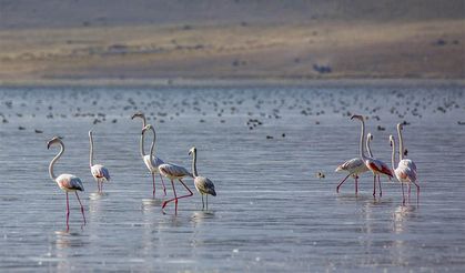 Van Gölü'nde göç yolculuğu
