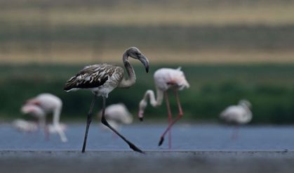 Erçek Gölü, göçmen kuşlara ev sahipliği yapıyor