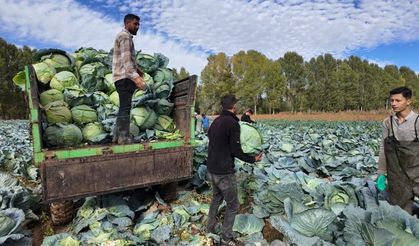 Erciş’te lahana hasadı başladı