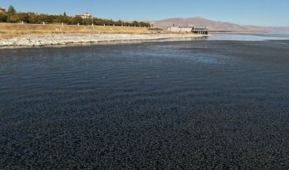 Van Gölü'nün geleceği tehlike altında!