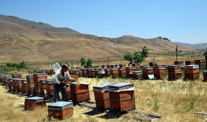 Zilan Yaylası'nda bal hasadı başladı