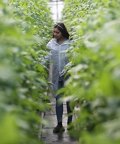 Kayıtlı genç kadın çiftçi sayısı 10 yılda 4,5 katına çıktı