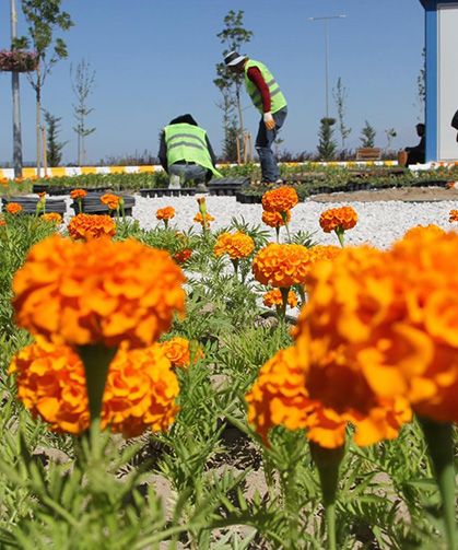 Van'daki cadde ve kavşaklar çiçek açtı