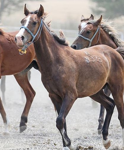 TİGEM 59 safkan Arap koşu tayı satacak