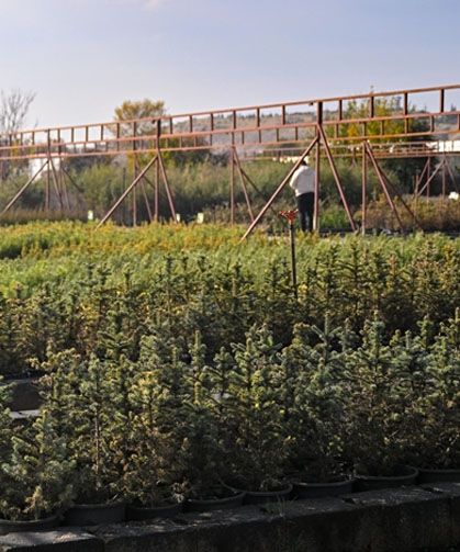 Milli Ağaçlandırma Günü için hedef 15 milyon fidan