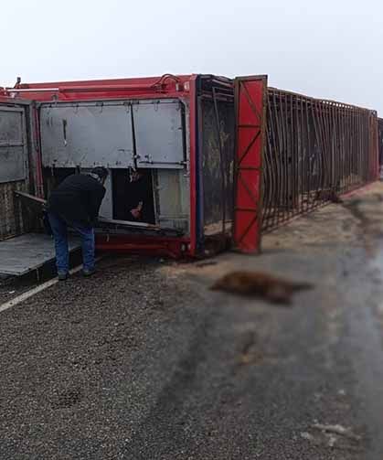 Devrilen tırdaki 10 küçükbaş hayvan telef oldu