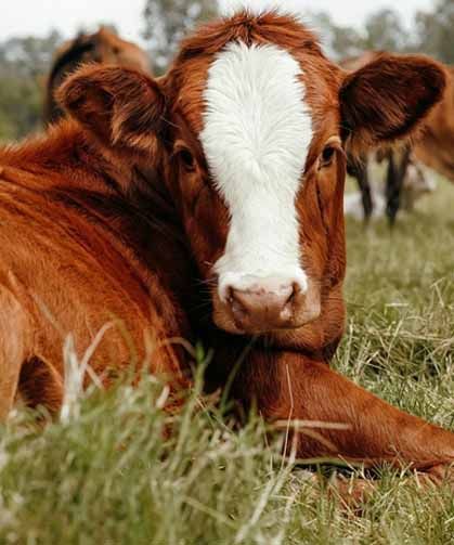 Hayvancılık işletmelerine damızlık düzenlemesi