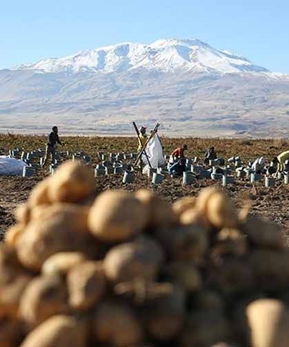 Bitlis'te hummalı hasat mesaisi