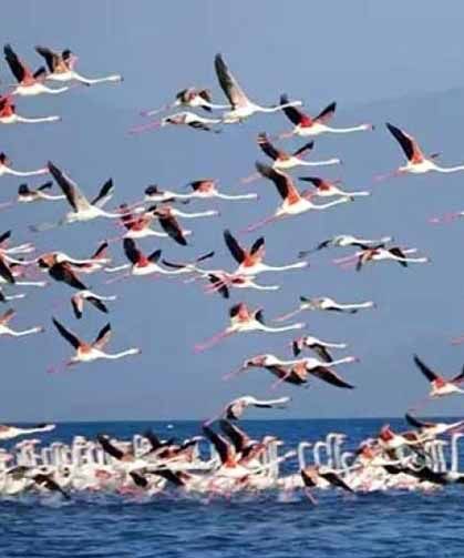 Van Gölü'nde geri çekilme ile birlikte adacıklar oluştu