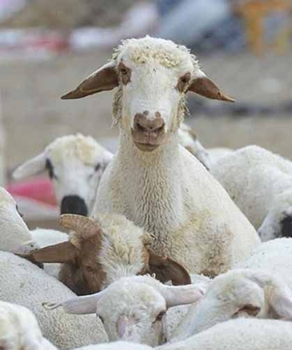 Büyükbaş ve küçükbaş sayısı 2025'te yükseldi