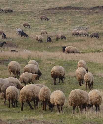 Küçükbaş hayvancılığa destek projesi yetiştiricilere "can suyu" olacak