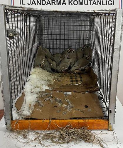 Van'da kaçak avcılığa 75 bin 303 TL idari para cezası