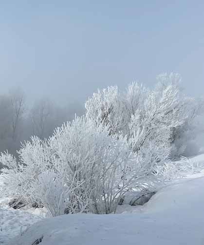 Kırağı ağaçları sanat eserine dönüştürdü