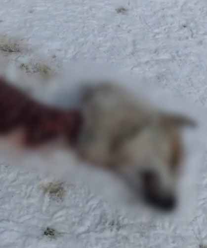 Van'da kurtlar köpeği parçaladı