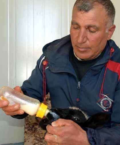 Annesi ölen 20 günlük kuzuyu evinde biberonla besliyor