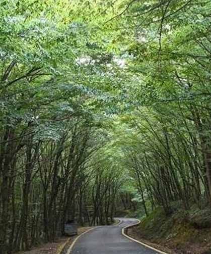 21 ilde bazı alanlar orman sınırları dışına çıkarıldı