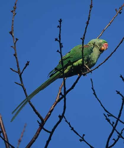 İstilacı tür İskender Papağanı Van Gölü sahilinde görüntülendi