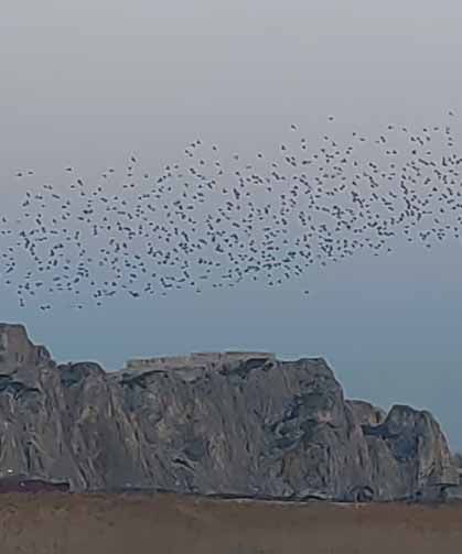Gökyüzünde dans: Van Kalesi'nde sığırcık şöleni