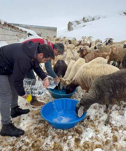 Van'da donan sular hayvanları susuz bıraktı