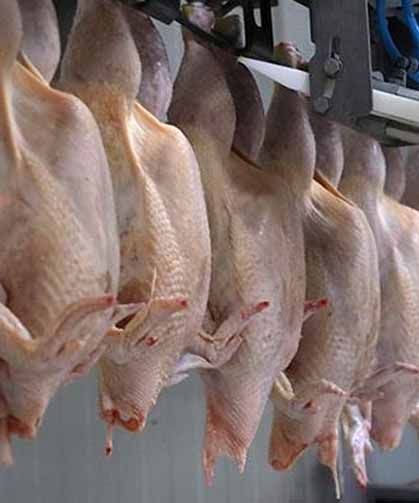 Ticaret Bakanlığı Duyurdu: Tavuk Eti İhracatı Durduruldu