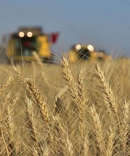 TÜİK 2024-2025 dönemi bitkisel ürün denge tablolarını açıkladı