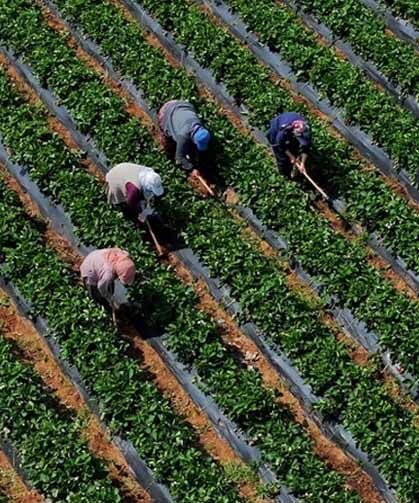 Çiftçilere 12,3 milyar liralık tarımsal destekleme ödemesi yapılacak