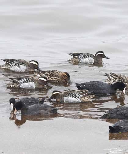 Çıkrıkçın ördekleri Van Gölü sahilinde görüntülendi