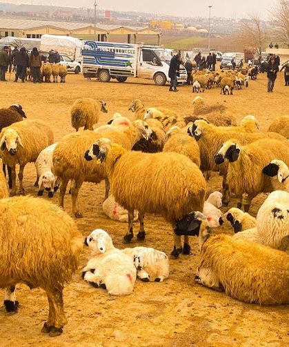 Küçükbaş Hayvancılığa Destek Projesi'ne başvurular başlıyor