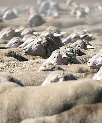 TİGEM, 120 reforme küçükbaş hayvan satacak