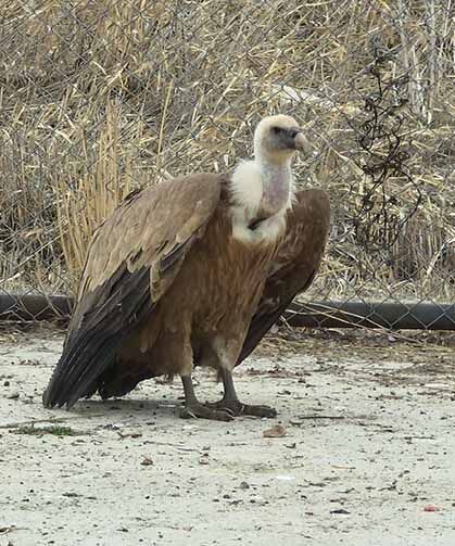 Tedavi edilen yaban kuşları özgürlüğe kanat çırpmaya hazır
