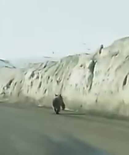 Van’da kara yoluna inen ayı kameraya yansıdı