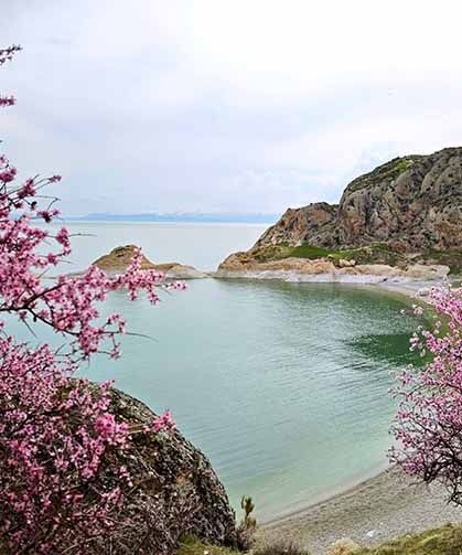 Badem çiçekleri Van Gölü kıyılarını renklendirdi