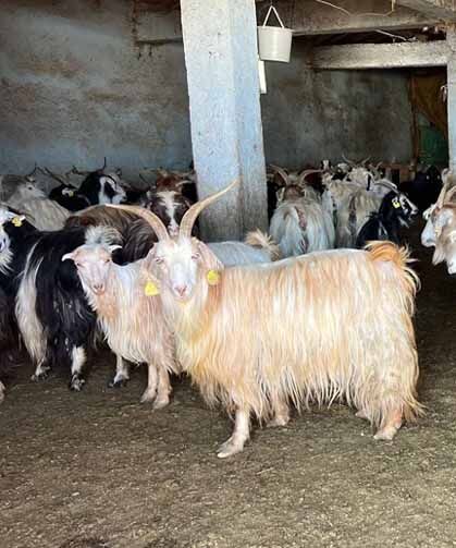 Yüksekova'da kar besicileri zorluyor