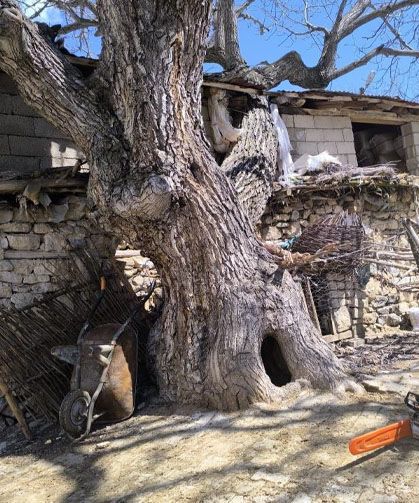 Çatak’ta ceviz ağacı ahırın üzerine devrildi