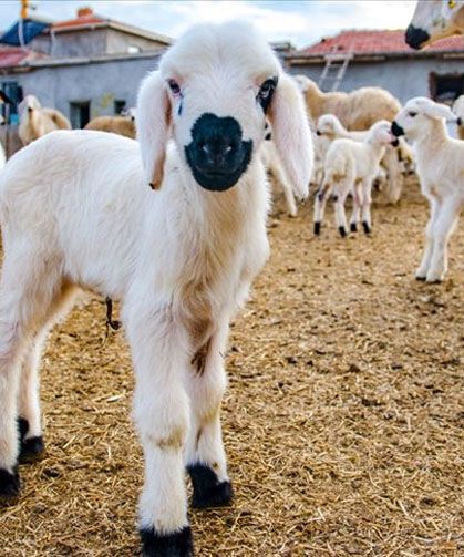 10 soruda Kırsalda Bereket Küçükbaşa Destek Projesi