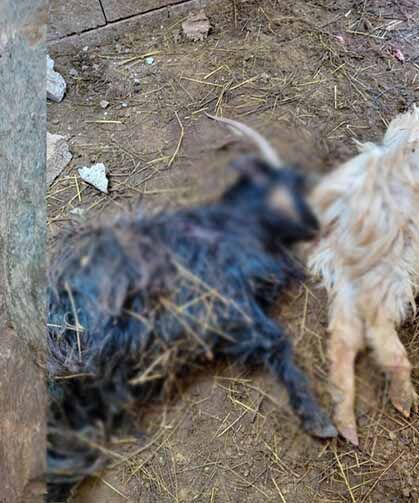 Kurt saldırısında çok sayıda hayvan telef oldu!