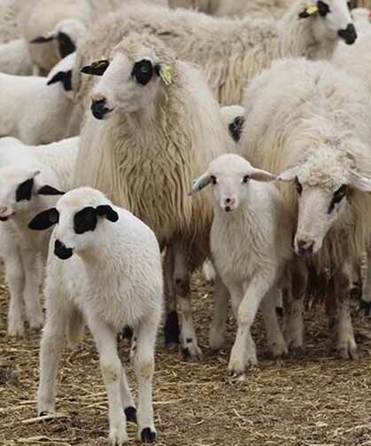 TİGEM, küçükbaş hayvan satacak