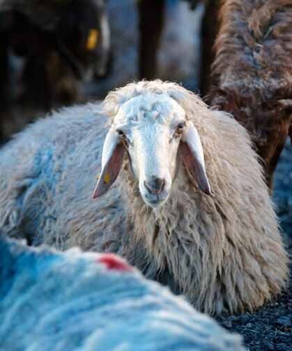 Kurban bağışında "sahte dernek" riski