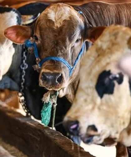 Diyanet, vekaletle kurban kesim bedelini açıkladı