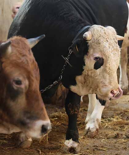 Kurbanlık alacaklara "yaş" uyarısı