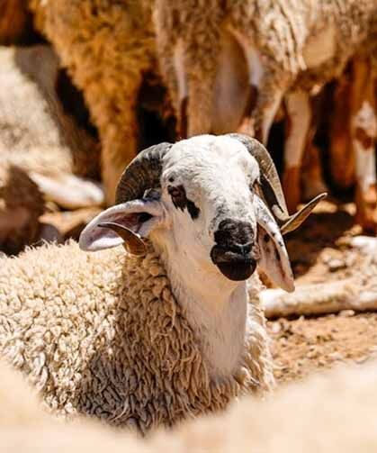 Diyanet İşleri açıkladı: Karar Resmi Gazete'de yayımlandı