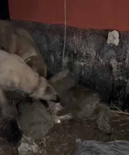 Van'da ahıra girmeye çalışan kurdu kangallar telef etti