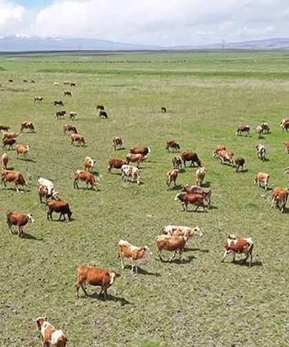 Tarım ve Orman Bakanlığı'ndan 'mera' açıklaması