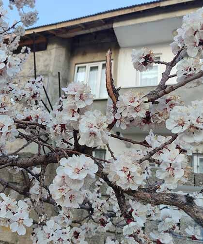Van’da meyve ağaçları görsel şölen oluşturuyor