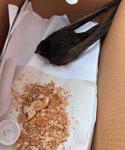 Van'da öğrencilerin bulduğu ebabil kuşu, koruma altına alındı