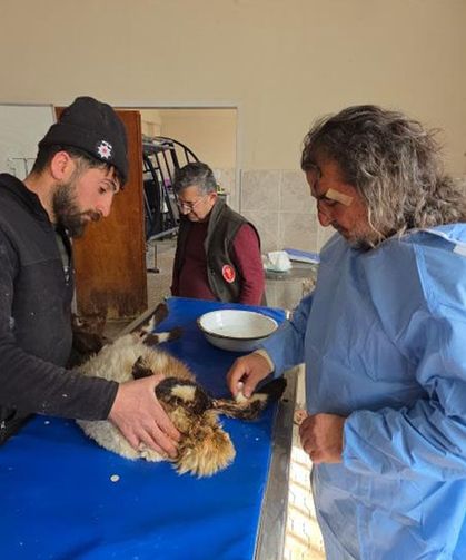 Van'daki depremde enkaz altından çıkarılan kuzular tedavi altına alındı